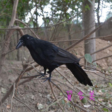 Halloween prop plastic foam & feathers Crow bird  large 30cm Black Crow toy Handmade model toy,Performance prop,gift w5548 2024 - buy cheap