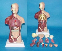 Modelo de anatomia humana 28cm, modelo de torso humano, modo de ensino de medicina, frete grátis 2024 - compre barato