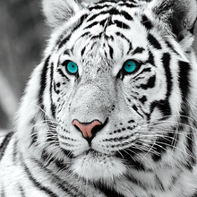 YI Яркая вышивка крестиком Алмазная Вышивка Животных белый тигр узоры полный DIY 5D алмазная живопись Стразы мозаичное украшение 2024 - купить недорого