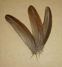 AA 50 piezas 12-16 cm real natural raro faisán plumas plume para joyería artesanía accesorios para la cabeza fabricación a granel venta 2024 - compra barato