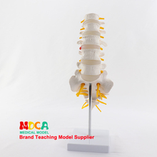 Modelo de nervio espinal, vértebra Lumbar, esqueleto, modelo de anatomía vertebral, coxígeo, enseñanza médica visual 2024 - compra barato