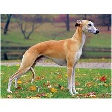 5D DIY Diamond Painting Handsome Whippet dog Cross Stitch Mosaic Daimond Painting Animals Full Square Home Decor C454 2024 - buy cheap