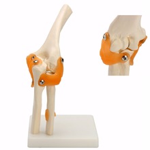 Modelo anatômico de articulações do cotovelo, modelo médico de coluna para ortopédicos 2024 - compre barato