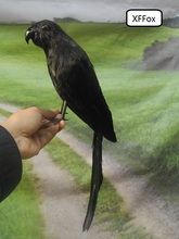 new real life black parrot model foam&feather simulation parrot bird gift about 40cm xf0209 2024 - buy cheap