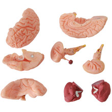 Modelo médico de la arteria cerebral 1:1, modelo de anatomía del cerebro, estructura del cerebro con marca de números digital 2024 - compra barato