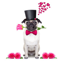 Pintura de diamante 5D Diy de perro con Rosa y sombrero, bordado de diamantes de imitación redondos/cuadrados, 100% 2024 - compra barato