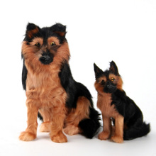 a pair of simulaiton wolfhound dog model polyethylene&fur sitting dog dolls gift about 23x15x25cm,13x8x16cm 2238 2024 - buy cheap