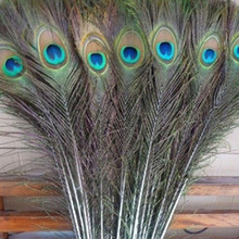 Olhos de pavão natural, 50 peças atacado, 25-30cm, 10-12 polegadas, lindos olhos para decoração de roupas diy, presentes 2024 - compre barato