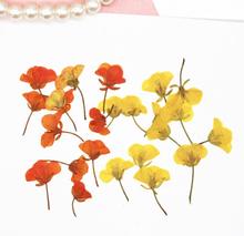 120pcs Pressed Dried Blassikakapestris Rape Flower Plants Herbarium For Resin Jewelry Making Postcard Frame Phone Case Craft DIY 2024 - buy cheap