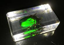 FREE SHIPPING Chinese Green Scarab Beetle Insect Specimen Clear Acrylic Lucite Paperweight 2024 - buy cheap