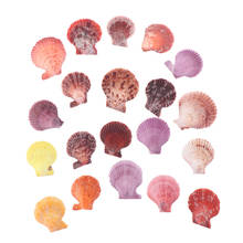 20pcs Scallop Shells Crafts Decor Ornament  Colorful Natural Seashells Decorations 2024 - buy cheap