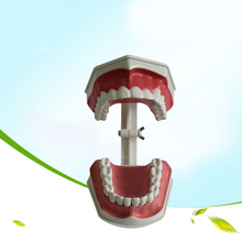 Стоматологические материалы и принадлежности, оборудование для обучения стоматологии, оборудование для обучения ротовой полости детей 2024 - купить недорого