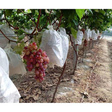 50Pcs/Lot Garden Vegetable Grapes Apples Fruit Protection Bag Pouch Agricultural Pest Control Anti-Bird Mesh Bags 2024 - buy cheap