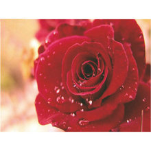 Набор для алмазной вышивки «сделай сам», картина из квадратных страз с рисунком красной розы, наборы для вышивки крестиком, мозаика из страз, домашний декор 2024 - купить недорого