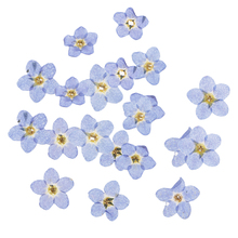 Forget-me-flores secas para decoración de teléfono, adornos de flores naturales prensadas para bricolaje, decoración de funda de teléfono, fabricación de adornos de resina, 20 piezas 2024 - compra barato