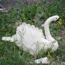 Alrededor de 40x30cm plumas de cisne blanco modelo juguete, espuma de plástico y plumas de cisne, display prop, regalo de decoración del hogar w5592 2024 - compra barato
