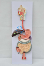 Human digestive system model, digestive tract, nose pharynx and larynx, large intestine, small intestine, stomach anatomy model 2024 - buy cheap