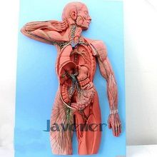 Modelo médico anatomia do sistema linfático anatômico humano da simulação 2024 - compre barato