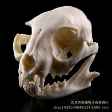Cat skull model Resin animal skeleton Skeleton animal trade order home furnishing head statue home decoration 2024 - buy cheap