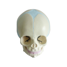 Human Anatomical Anatomy Baby Infant Fetal Skull Skeleton Medical Model Skeleton Teaching Supplies for Medical Science 2024 - buy cheap