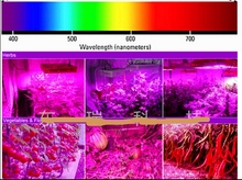 Leds 40 peças 3w espectro completo chips chip 45mil alta potência diodo led para cultivo de plantas internas 2024 - compre barato