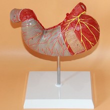 Анатомическая модель человеческого желудка пищеварительная система 17*18*7 см Бесплатная доставка 2024 - купить недорого