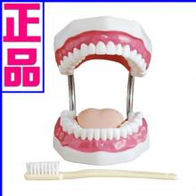 Large model of oral health care and dental care model, tooth brushing teaching model with tongu open freely Kindergarten aids 5X 2024 - buy cheap