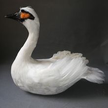 large 40x30cm white swan real life toy bird, foam&feathers swan model garden decoration party prop,gift h1599 2024 - buy cheap