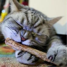 Cat Snacks Sticks Catnip Pet Cat Molar Rod Natural Fruit Matatabi Cats Cleaning Teeth Products 5/15/20pcs 2024 - buy cheap