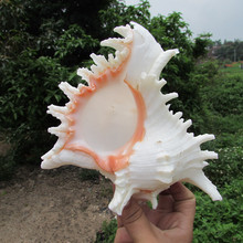 TPRPLH Natural Conch Shells Shoot Props Wedding/Party/Home Decoration Aquarium Snails Senju Daisy Lo 10-14cm Big Senju Lo NL765 2024 - buy cheap