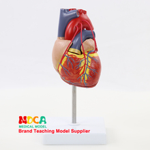 Обучение сердечно-сосудистой медицины MXZ003 для 1:1 человека Естественная большая анатомическая модель обхода сердца 2024 - купить недорого