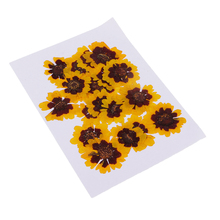 20Pc Pressed Real Flowers Dried Flower Floral Craft Phone Case DIY Scrapbook 2024 - buy cheap