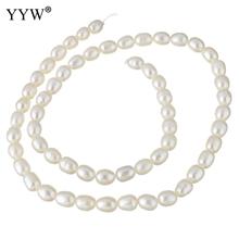 YYW Cultured Freshwater Pearl Beads Natural White 5-6mm Sold Per Approx 15 Inch Strand 2024 - buy cheap