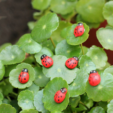 Zocuku bonecos artificiais ladybug, 20 peças, inseto falso, estatueta de flores ladybug, artesanato, figura enfeite em miniatura para casa 2024 - compre barato