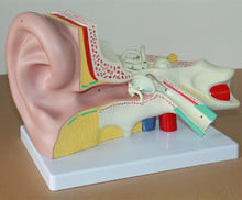 ear anatomy the inner ear labyrinth model human auditory system model ENT human model 21*32*13cm 2024 - buy cheap