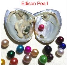 5pcs Vacuum-packed Single Edison Pearl Oyster 9-12MM Round Edisons Pearl in Freshwater Shell Love Pearl Edison Oyster PO5 2024 - buy cheap