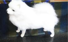 simulation cute standing white pomeranian 23x22x10cm model polyethylene&furs dog model home decoration props ,model gift d604 2024 - buy cheap