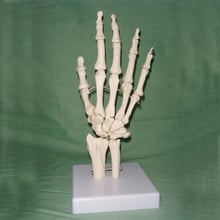 Modelo de articulación de mano humana, material de enseñanza de ciencia, 1:1, tamaño real, esqueleto, hueso, muñeca Vola 2024 - compra barato