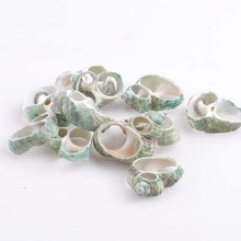 Green Natural Cutting Sea Shell Slice for Craft Making Handmade 20pcs 28-32mm TRS0134 2024 - buy cheap