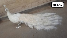 cute white real life left turned peacock model foam&feather simulation beautiful peacock bird gift about 80cm xf0319 2024 - buy cheap