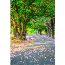 Laeacco Spring Old Tree Blossom Flowers Petal Way Park Scenic View Photographic Background Photo Backdrops For Photo Studio 2024 - buy cheap