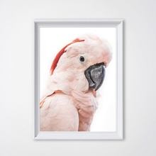 Розовый такаду, австралийская птица, большой постер с тропическими животными, холщовая картина, фотография такаду, домашний Настенный декор 2024 - купить недорого