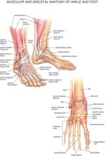 Home Decor Foot & Joints of Foot Anatomy and Pathology-Silk Art Poster Wall Sticker Decoration Gift 2024 - buy cheap