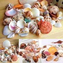 Joyería variada de moda para decoración de playa, conchas marinas, conchas de mar, bricolaje, 100g 2024 - compra barato