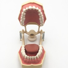 Envío Gratis buena calidad Dental de encías, dientes modelo con tougneTypodont w/ 32 dientes extraíbles NISSIN 200 Compatible 2024 - compra barato