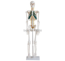 Esqueleto com nervos espinhal, modelo de esqueleto do corpo humano com nervos 2024 - compre barato
