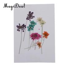 10pcs Mixed Size Real Pressed Dried Lace Flowers Embellishments DIY Card Making Jewelry Resin Crafts Scrapbooking Art Craft 2024 - buy cheap
