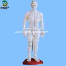 Акупунктурная модель человеческого тела BIX-Y1008, 50 см, G142 2024 - купить недорого