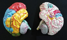 brain division brainstem brain cerebellum tectonic relationship anatomy model medical teaching instrument 2024 - buy cheap