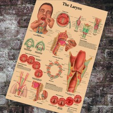 Medical Anatomy Anatomical The Larynx Chart Classic Canvas Paintings Vintage Wall Posters Stickers Home Decor Gift 2024 - buy cheap